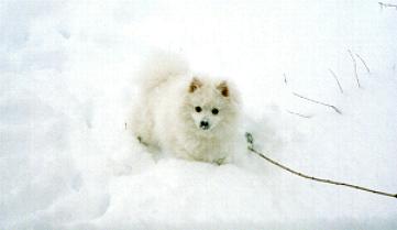 Chana-snow