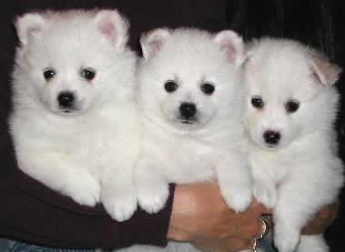Pups 3, 2 and 1